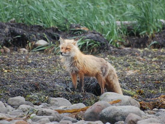Red Fox at Kinzarof Lagoon